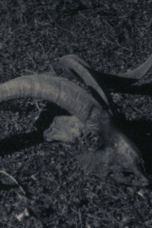 Animal Farm (2020) poster