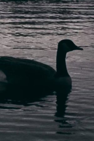 Fowl Play (2018) poster
