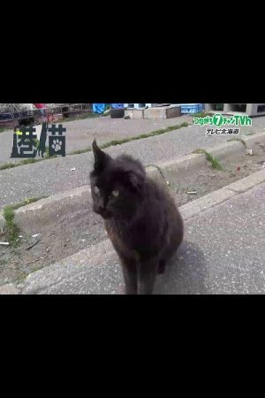 港猫～北海道の港で暮らすネコたち～ (2026) poster
