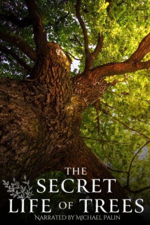 The Secret Life of Trees (2025) poster