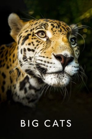 Big Cats (2018) poster
