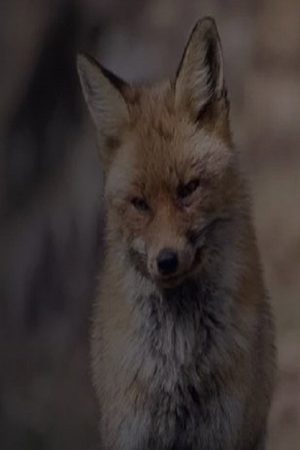 Wild Spain: A Tale of Two Brothers (2026) poster
