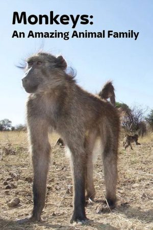 Monkeys: An Amazing Animal Family (2016) poster
