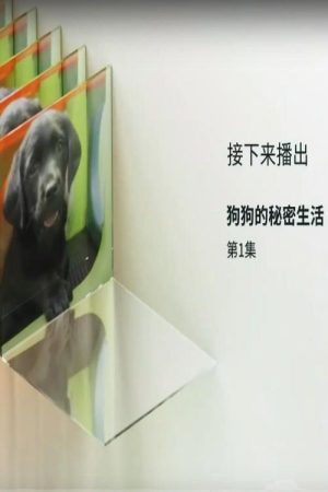 狗狗的秘密生活 (2018) poster