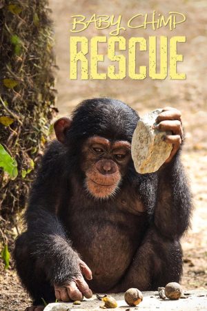 Baby Chimp Rescue (2020) poster