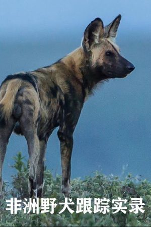 Wild Dogs Tracing Tales (2020) poster