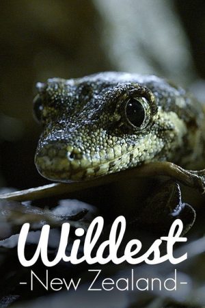 Wildest New Zealand (2017) poster