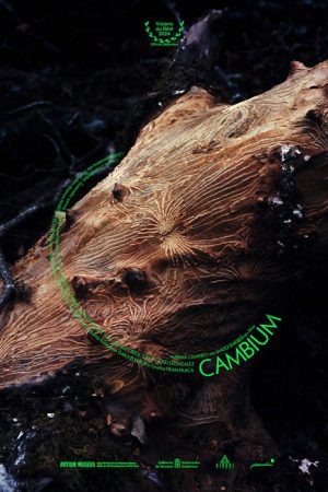 Cambium (2024) poster