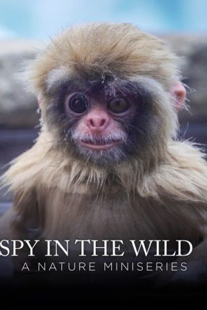 Spy in the Wild (2017) poster