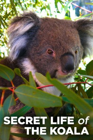 Secret Life of the Koala (2016) poster