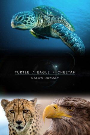 Turtle, Eagle, Cheetah: A Slow Odyssey (2018) poster
