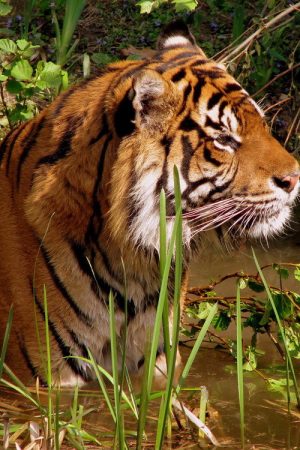 WILDLIFE (2026) poster