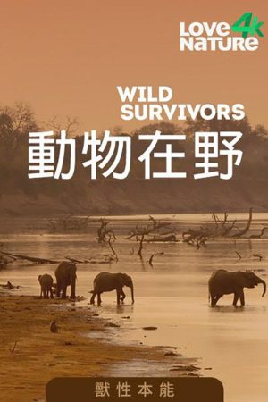 Animal Allure (2017) poster