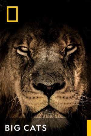 Big Cats (2023) poster
