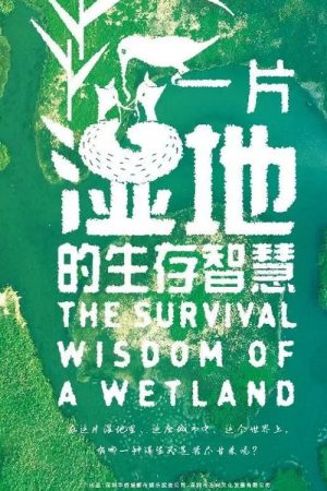 深圳自然笔记 (2019) poster