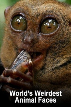 World’s Weirdest Animal Faces (2016) poster