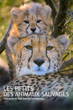 Les animaux sauvages et leurs petits (2020) poster