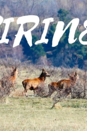 Pirineo Salvaje (2016) poster