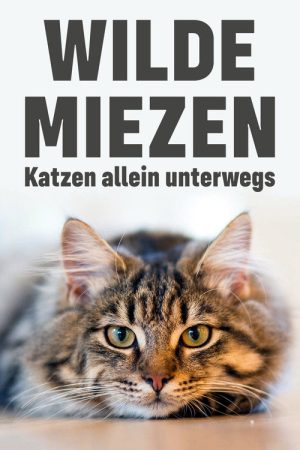 Wilde Miezen – Katzen allein unterwegs (2017) poster