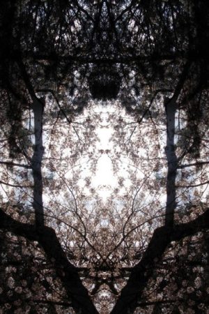 Concrescence (2017) poster