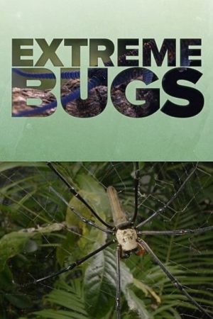 Extreme Bugs (2025) poster