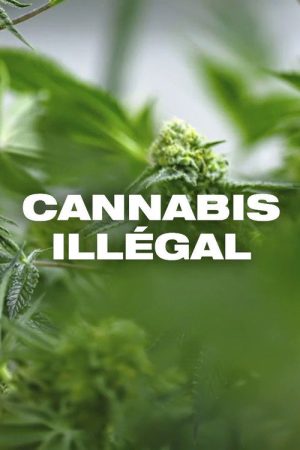 Cannabis illégal (2019) poster