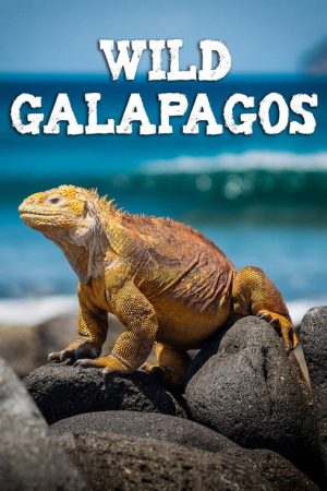Wild Galápagos (2017) poster