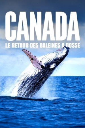 Le retour des baleines à bosse (2025) poster