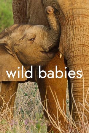 Wild Babies (2022) poster