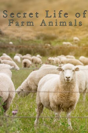 Secret Life of Farm Animals (2018) poster