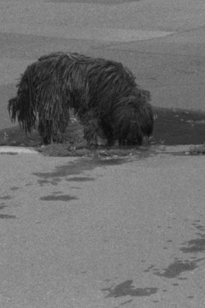 Puddles, I Don’t Know (2018) poster
