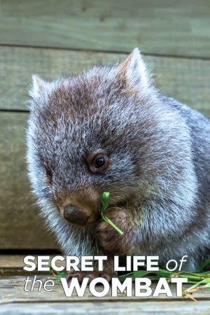 Secret Life of the Wombat (2016) poster