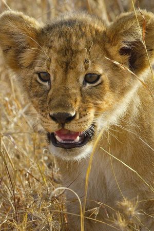 Serengeti – La grande cavalcade des animaux (2023) poster