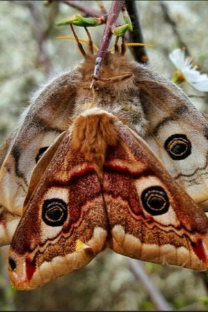 Purple Emperor (2026) poster