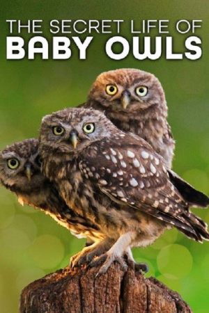 The Secret Life of Owls (2018) poster