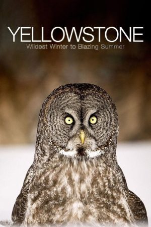 Yellowstone: Wildest Winter to Blazing Summer (2017) poster