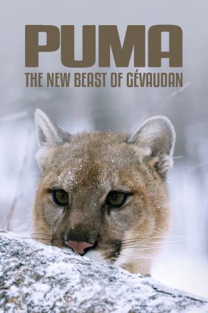 Cougar: On the Trail of the Ghost Cat (2019) poster