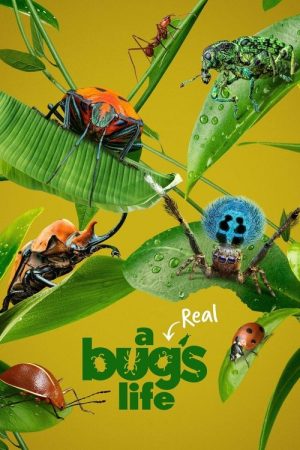 A Real Bug’s Life (2024) poster