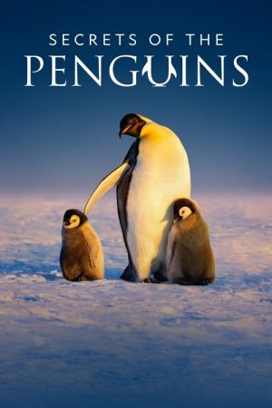 Secrets of the Penguins (2025) poster