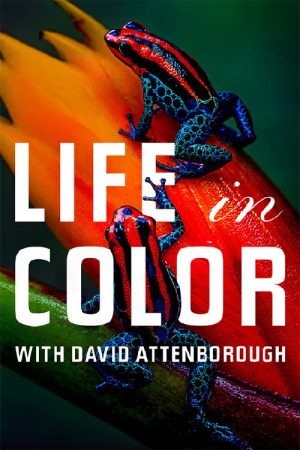Attenborough’s Life in Colour (2021) poster