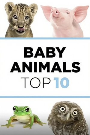 Baby Animals: The Top 10 (2023) poster
