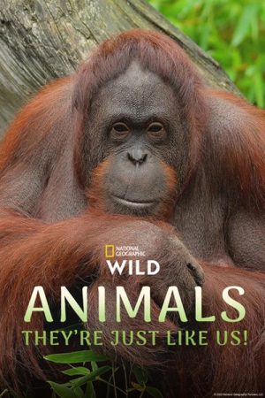 Animals, They’re Just Like Us! (2025) poster