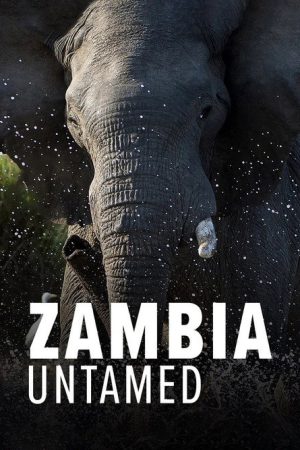 Zambia Untamed (2017) poster
