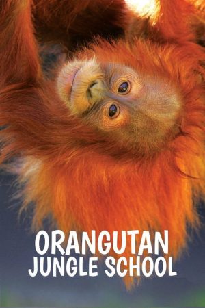 Orangutan Jungle School (2018) poster
