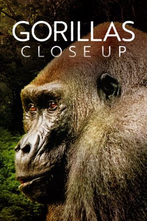 Gorillas Close Up (2022) poster