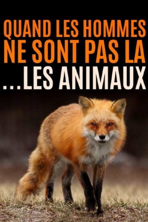 Quand l’homme n’est pas là… les animaux dansent ! (2021) poster