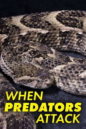 When Predators Attack (2019) poster